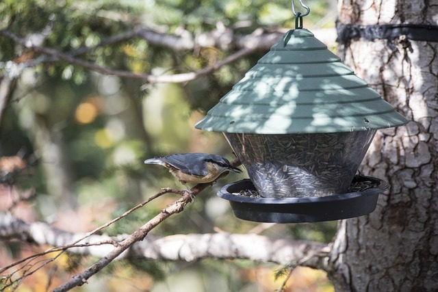 How to attract birds in your garden