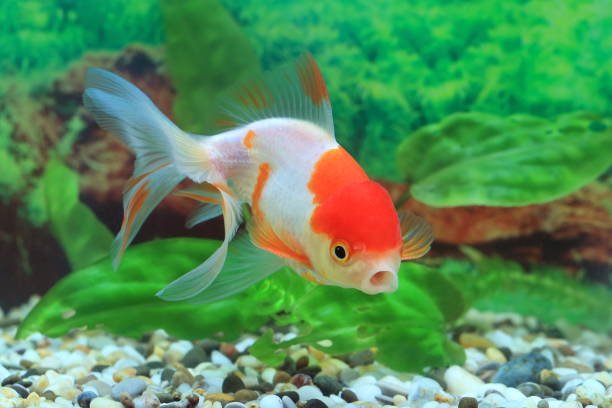 The Beginners Guide to Keeping Aquarium Fish