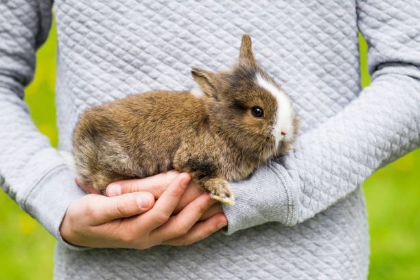 How to care my pet Rabbit