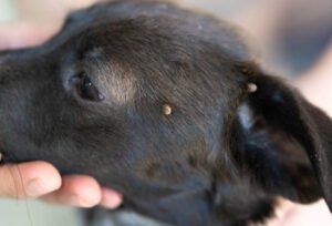 How-to-Prevent-and-Remove-Tick-Bites-on-Dogs