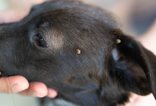 How-to-Prevent-and-Remove-Tick-Bites-on-Dogs