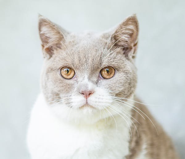 Some Fascinating Facts About Cats