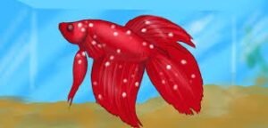 How-to-Treat-White-Spot-Disease-on-Freshwater-Fish
