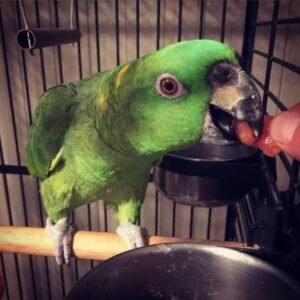 Healthy Parrot: Diet, Nutrition, Toxic Foods