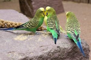 Learn about pet Budgie Birds