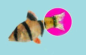 How to treat fin rot in aquarium fish