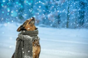 How to care for dogs in Cold weather