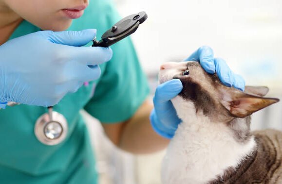 Common health issues in adult cats