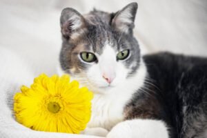 Astama in cat