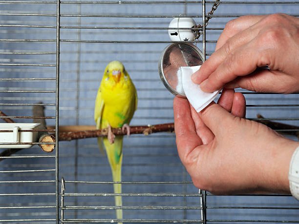 Tips for Maintaining a Clean Bird Cage