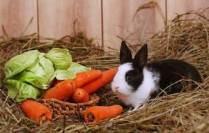 rabbit food