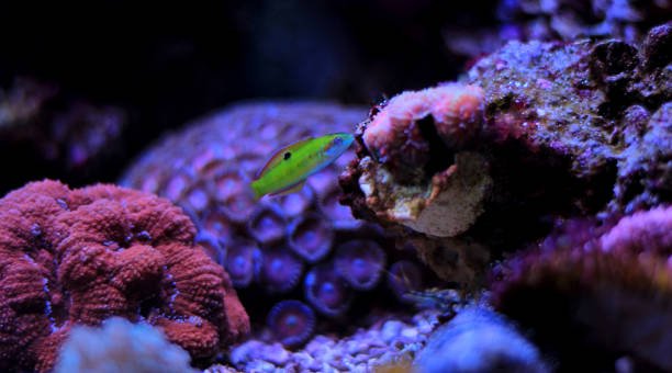 How to Treat Anemia in Fish