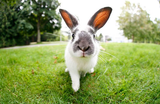 How to keep your rabbit healthy in 5 simple methods 1 How to keep your rabbit healthy in 5 simple methods
