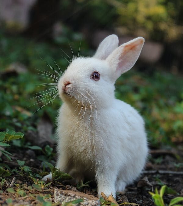 THE BEST AND WORST FOODS TO FEED A BUNNY