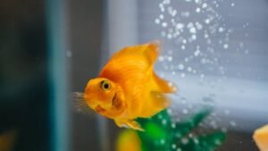 High ph in aquarium
