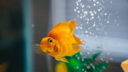 What Causes High pH in an Aquarium?