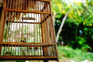 what to do if you lost a pet bird