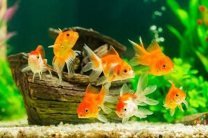 Some Best Tank Mates for Goldfish