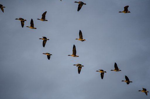 Where Do Geese Migrate? How Do They Know Where to Go?