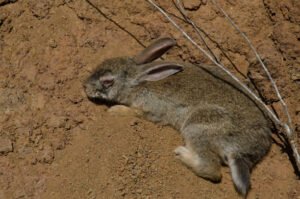 how to care RABBIT