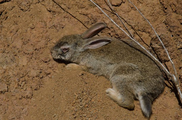 how to care RABBIT