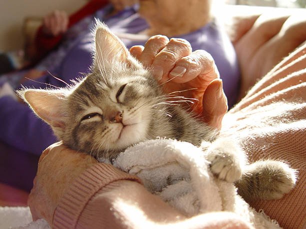 10 REASONS WHY CATS MAKE GREAT PETS