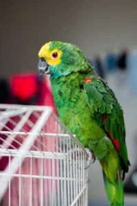 How To Keep Your Pet Bird Happy