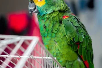 How To Keep Your Pet Bird Happy