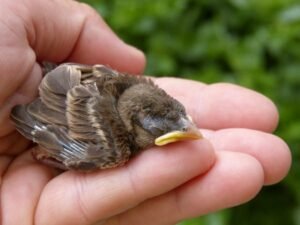 Bird