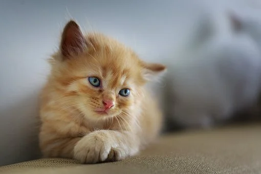 How to Get Cat Urine Smell & Stains Out of Carpets? What You Need To Know
