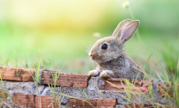 Looking After Your Pet Rabbit in the Springtime