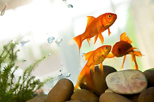 9 Mistakes to Avoid Making as a Goldfish owner
