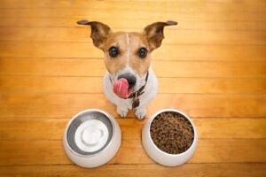 best dog food