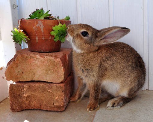 The Bunny Diet