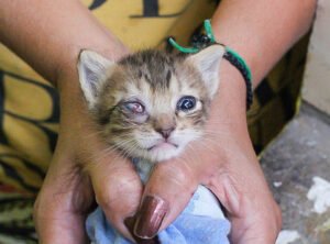Eye Infections In Cats
