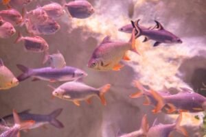 Community vs One Species Fish Tank – Pros and Cons