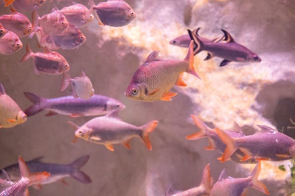 Community vs One Species Fish Tank
