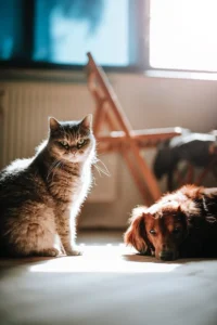 10 pet care tips – For a healthy pet some Ultimate guide