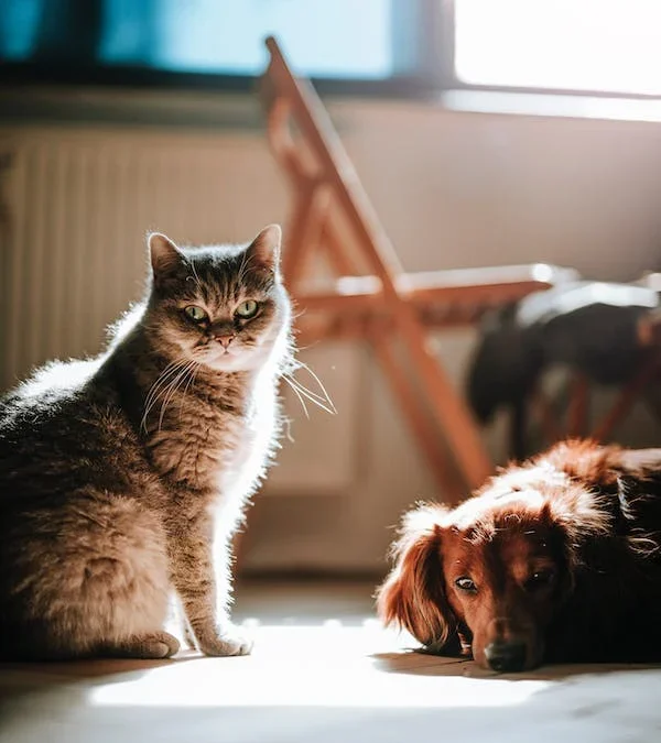10 pet care tips – For a healthy pet some Ultimate guide