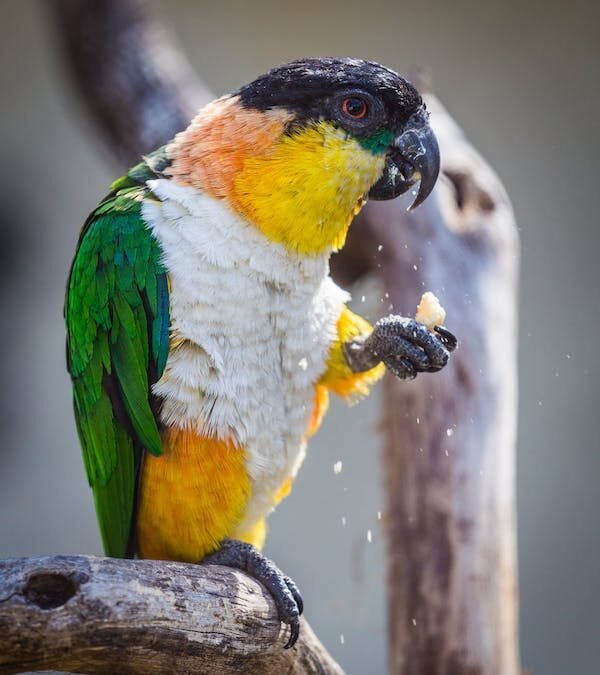The Importance Of Fresh Food In Parrot Diet