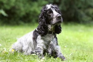 dog 930659 640