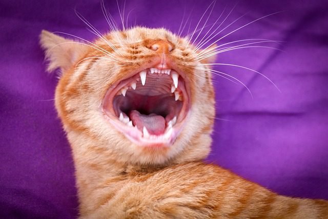 Unhealthy Cat Teeth: Signs and How to Help