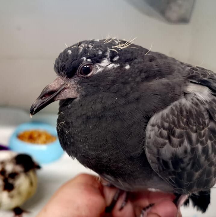 pigeon pox