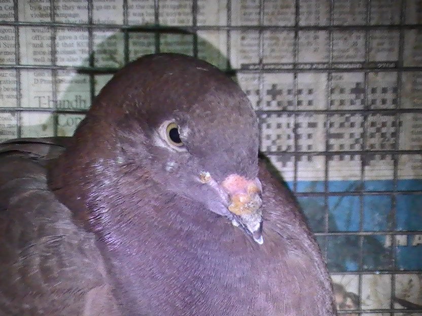How to treat pigeon pox |How it affects & How to avoid it