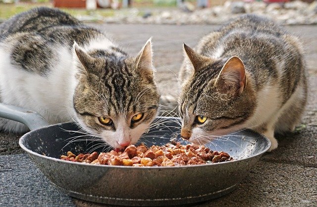 Top 5 Cat Food Brands in India for Adult Cats & Kittens