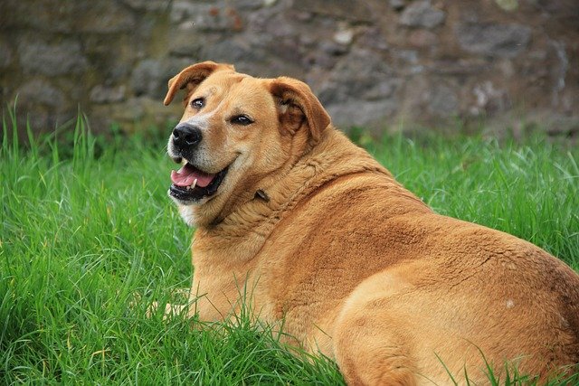 Helping Your Dog Lose Weight: Practical Tips and Strategies