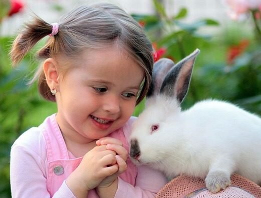 What to know Before Getting a Pet Rabbit
