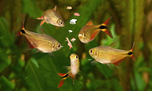 How to Properly Feed My Aquarium Fish?