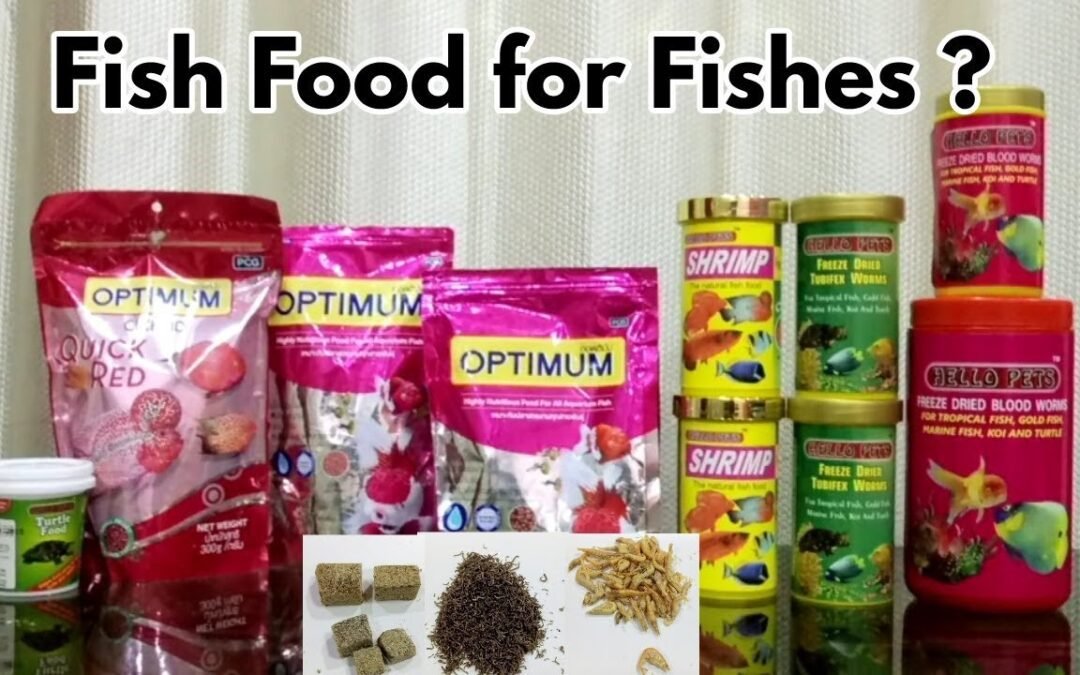 10 Best Fish Food in India for Healthy Growth of Aquarium Fish in 2023