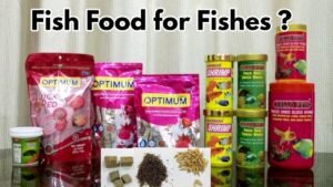 10 best fish food